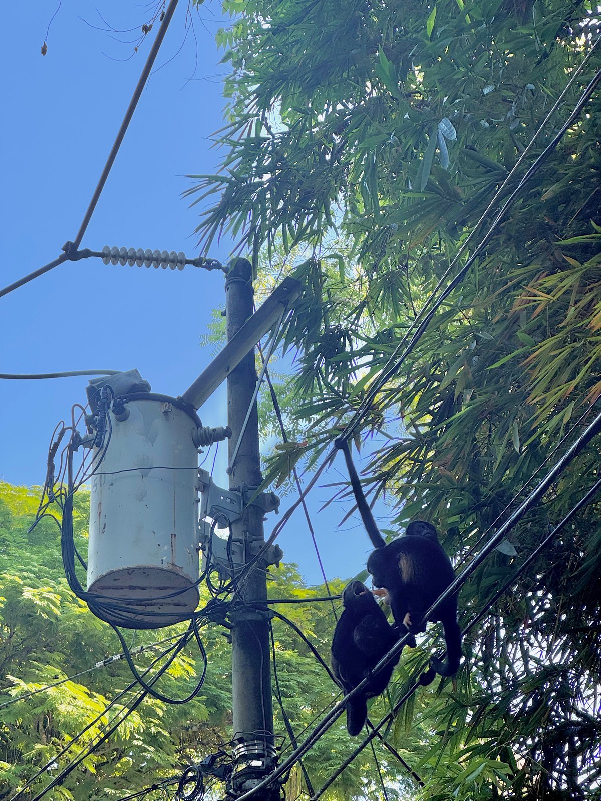 May2025_MonkeyPower
